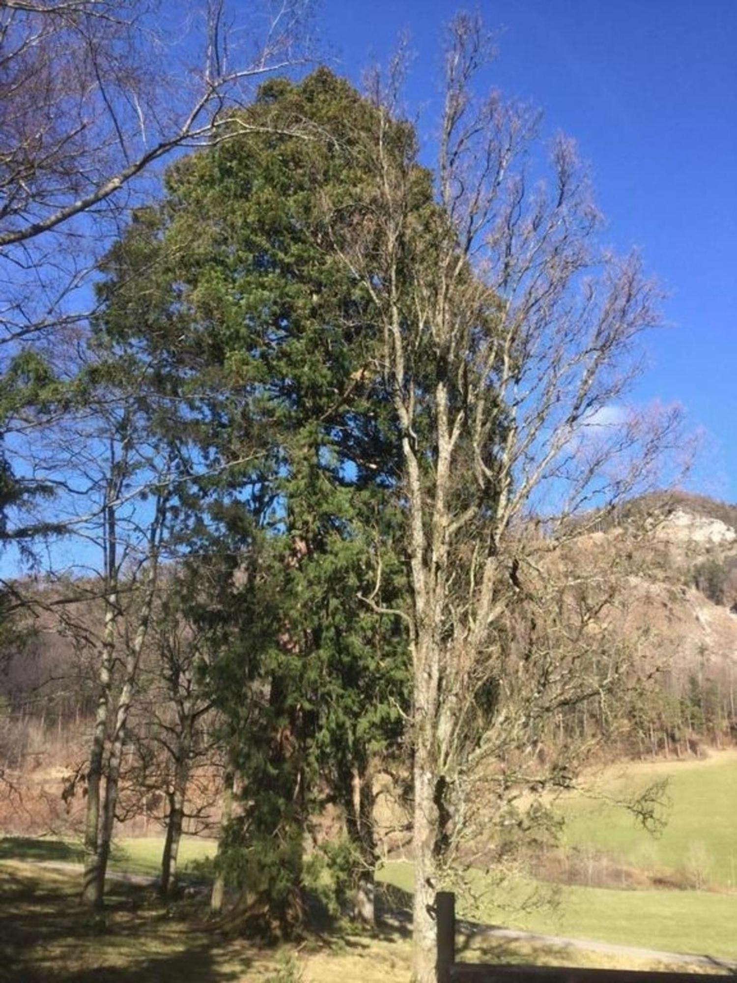 Ferienwohnung Hof Unterer Duerrenberg Langenbruck Esterno foto